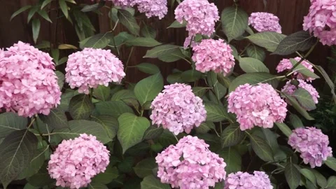 Pink hydrangea flowers bobbing in the wind Stock Footage 157459413