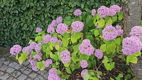 Pink hydrangea flowers bush blooming in garden Stock Footage 341861589