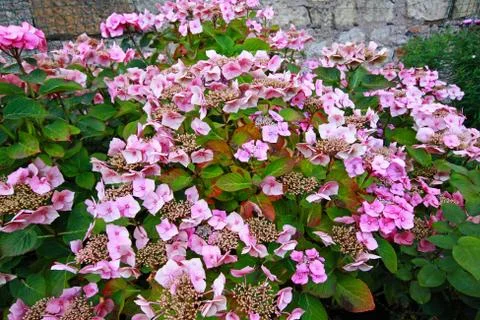 Pink hydrangea flowers close up Stock Photos