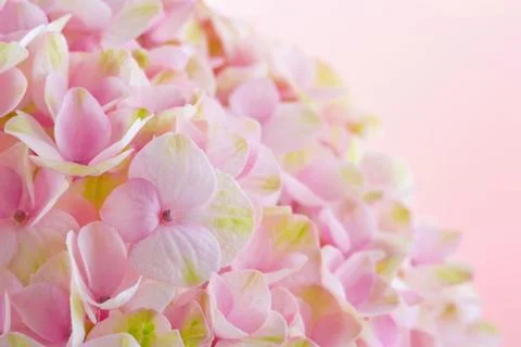 Pink hydrangea flowers closeup Stock Photos