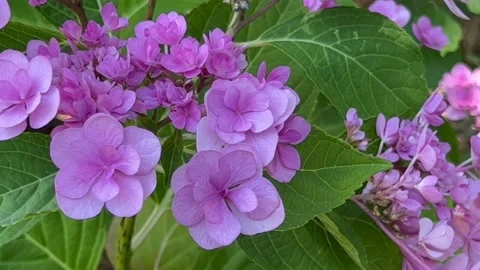 Pink hydrangea flowers Stock Footage 219160126
