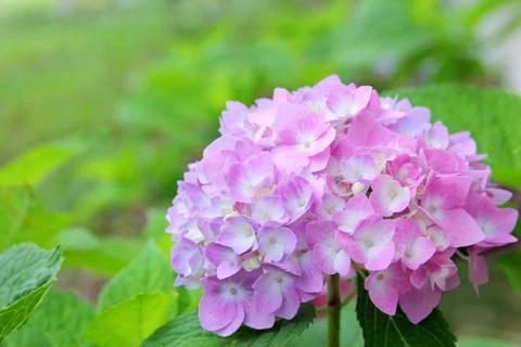 Pink hydrangea flowers in front of green leaf background Stock Photos