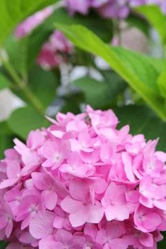 Pink hydrangea flowers in front of green leaf background Stock Photos