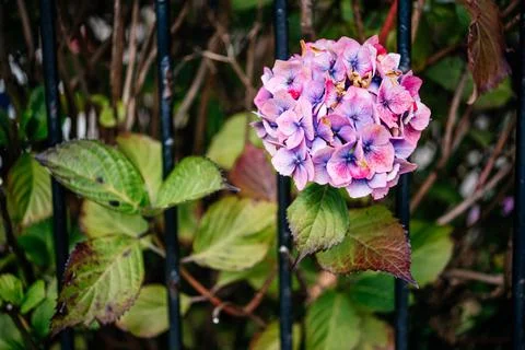 Pink hydrangea flowers in a front yard in Scotland, the UK Stock Photos