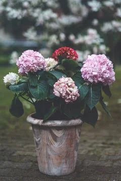 Pink hydrangea flowers in full bloom in clay pot in a garden. Hydrangea bushes Stock Photos