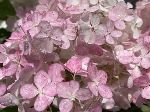 Pink hydrangea flowers in full bloom. Full frame floral background. Stock Photos