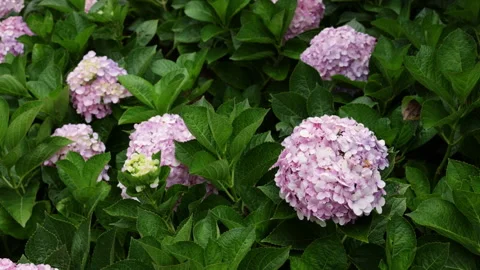 Pink hydrangea flowers gently swaying in the wind Stock Footage 341962622