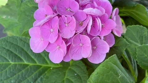 Pink hydrangea flowers in late summer Stock Footage 250124907