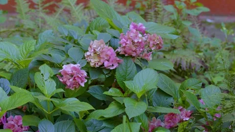 Pink Hydrangea Flowers In Lush Green Garden Foliage Video stock 343358800