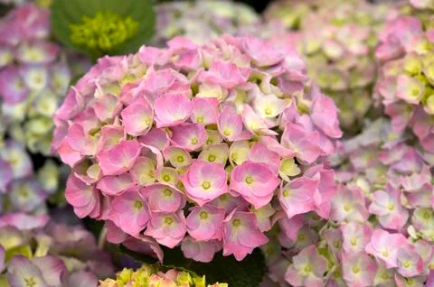 Pink hydrangea flowers Stock Photos