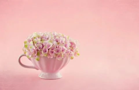 Pink hydrangea flowers Foto stock