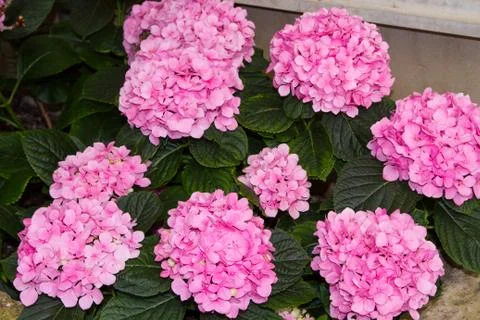 Pink Hydrangea Flowers Stock Photos