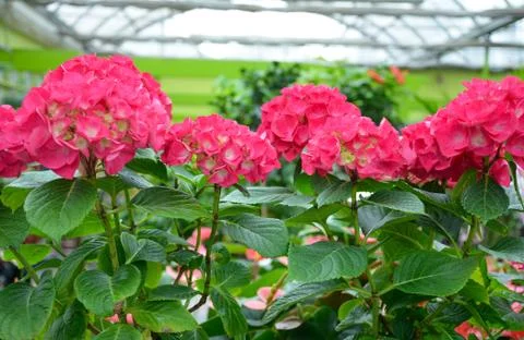 Pink hydrangea flowers Stock Photos