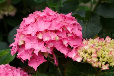 Pink hydrangea flowers Stock Photos