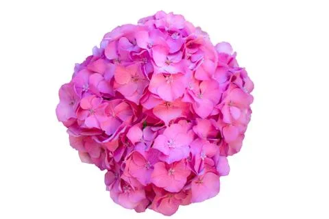 Pink hydrangea flowers Stock Photos