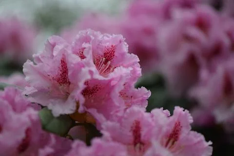 Pink Hydrangea Flowers Stock Photos