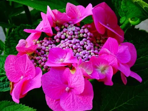 Pink Hydrangea Flowers Stock Photos
