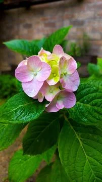 Pink hydrangea flowers Stock Photos