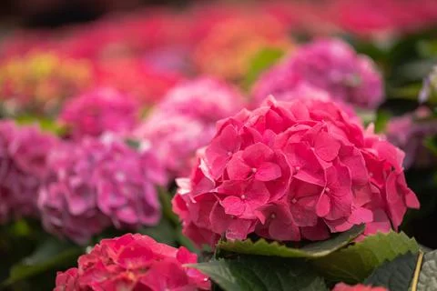 Pink hydrangea flowers in spring time Fotos de archivo