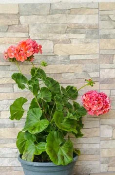 Pink hydrangea flowers on stone wall background Stock Photos