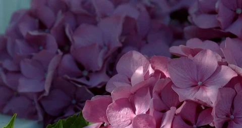 Pink hydrangea flowers with sunlight flickering over them Stock Footage 113152514