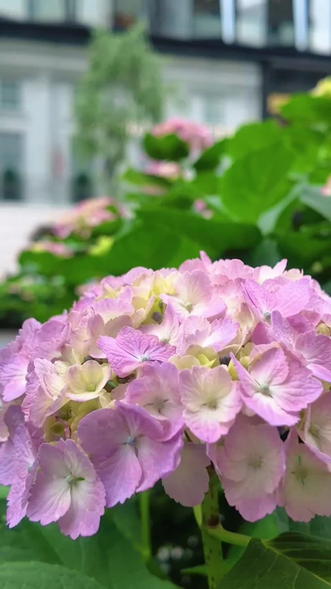 Pink hydrangea flowers swaying in the wind on a Tokyo city sidewalk. Vídeos de archivo 335926079