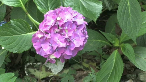 Pink Hydrangea Stock Footage 480305