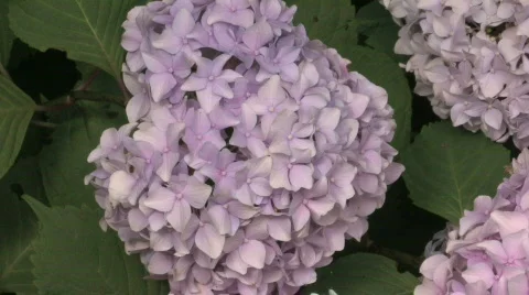 Pink Hydrangea Stock Footage 480333