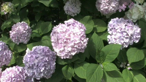 Pink Hydrangea Stock Footage 480338