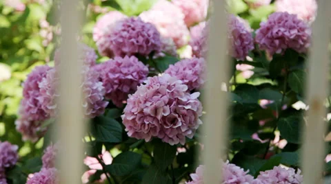 Pink hydrangea Stock Footage 35237651