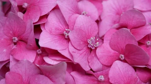 Pink hydrangea Stock Footage 52130051