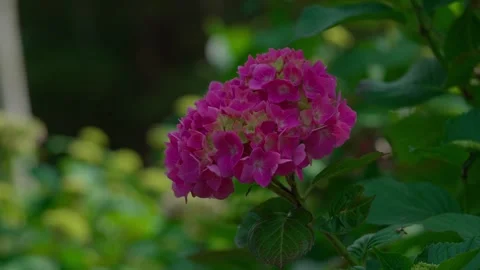 Pink hydrangea Stock Footage 314057091