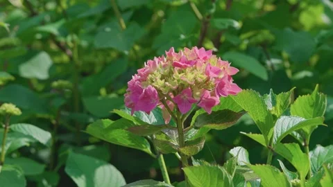 Pink hydrangea Stock Footage 314057093