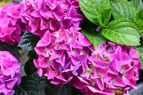 Pink hydrangea in the garden Stock Photos