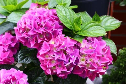 Pink hydrangea in the garden Stock Photos