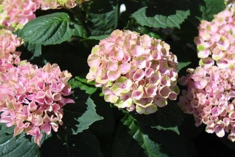 Pink hydrangea in the garden Stock Photos