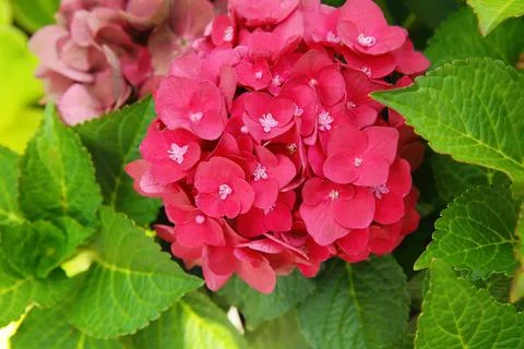 Pink hydrangea in the garden Foto stock
