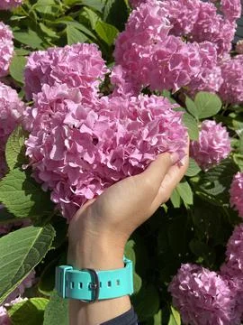 Pink hydrangea in hand Stock Photos