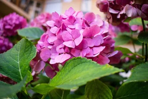 Pink hydrangea. Hydrangea inflorescences. Stock Photos