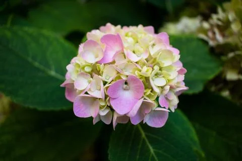 Pink hydrangea. Hydrangea inflorescences. Stock Photos