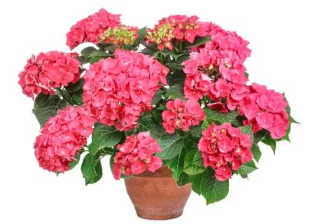 Pink hydrangea, isolated Foto stock