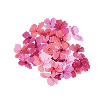 Pink hydrangea isolated on transparent background with white Stock Illustration