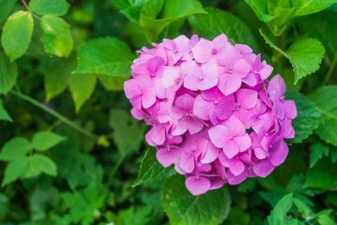 Pink hydrangea with leaves in the garden 写真素材