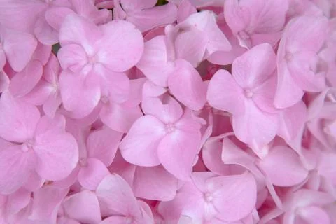 Pink hydrangea macro. background with pink hydrangea macro. Foto stock