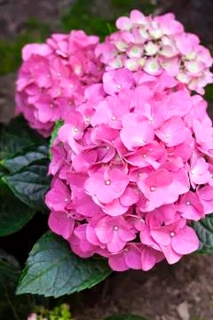Pink Hydrangea macrophylla (Bigleaf Hydrangea) inflorescence closeup Stock Photos