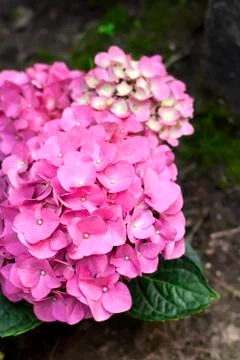 Pink Hydrangea macrophylla (Bigleaf Hydrangea) inflorescence closeup Stock Photos