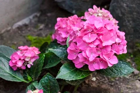 Pink Hydrangea macrophylla (Bigleaf Hydrangea) inflorescence closeup Stock Photos