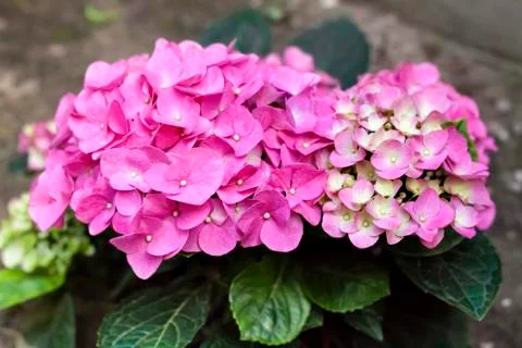 Pink Hydrangea macrophylla (Bigleaf Hydrangea) inflorescence closeup Stock Photos