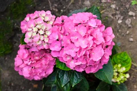 Pink Hydrangea macrophylla (Bigleaf Hydrangea) inflorescence closeup Stock Photos