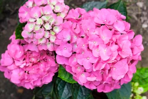 Pink Hydrangea macrophylla (Bigleaf Hydrangea) inflorescence closeup Stock Photos
